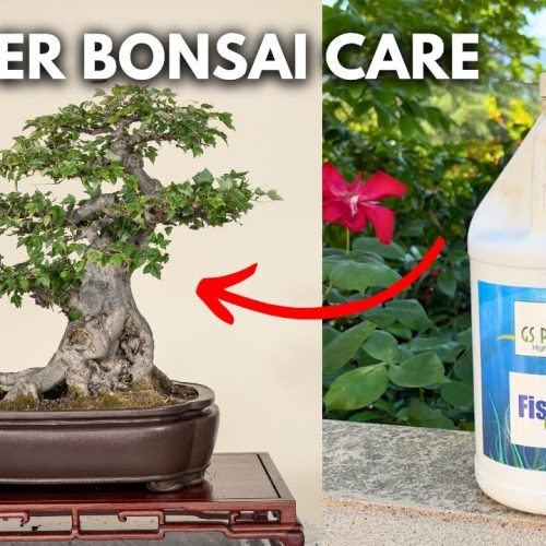 Overwatered or Underwatered Bonsai? How to Tell and Fix It