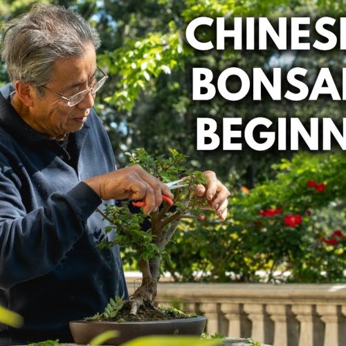 Why Chinese Elm Is the Best Bonsai for Beginners