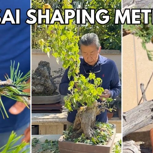 Wiring vs Clip & Grow vs Anchoring: Which Bonsai Method to Use