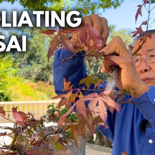 Red Maple Bonsai Defoliation: Increase Ramification Fast