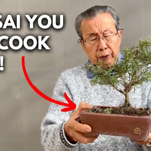 Rosemary Bonsai: Design a Culinary Bonsai Tree