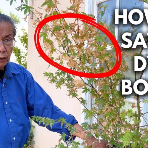 Summer Bonsai Care: Keep Bonsai Alive in Extreme Heat