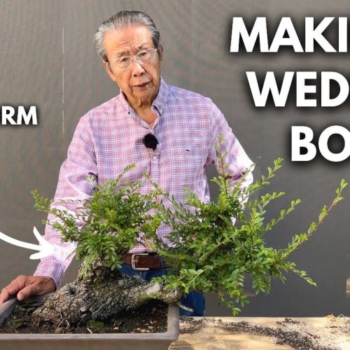Bonsai Wedding Gift Idea: Create a Living Bonsai Heirloom