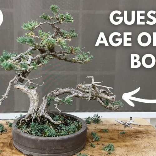 How to Refine and Improve Bonsai Trees (Advanced Styling)