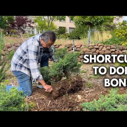 Why Milton Used to Kill Bonsai Trees: Lessons Learned (Q&A)