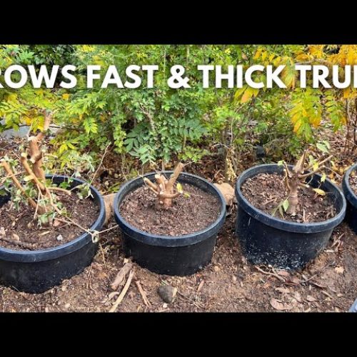 Why Grow Bonsai in Big Pots? (Q&A)