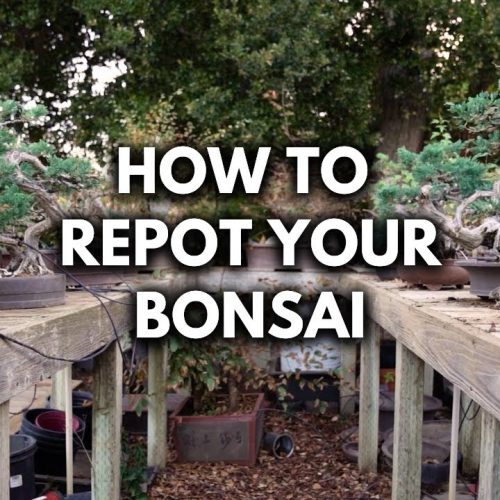Repotting Bonsai for Beginners: 5 Steps to Repot Any Bonsai