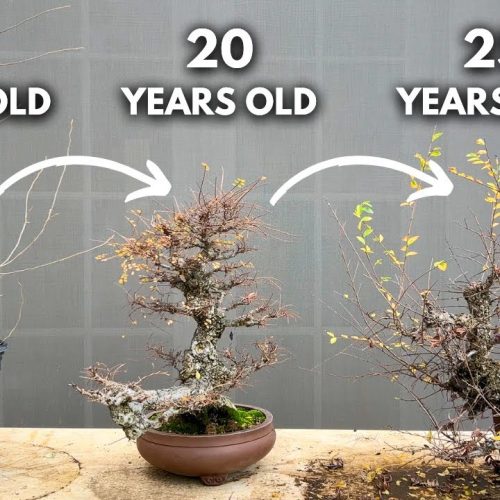 Cascade Bonsai from a Sapling: Step-by-Step Transformation