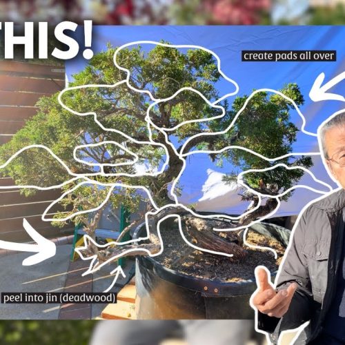 Turn Any Garden Tree into Bonsai (Step-by-Step)