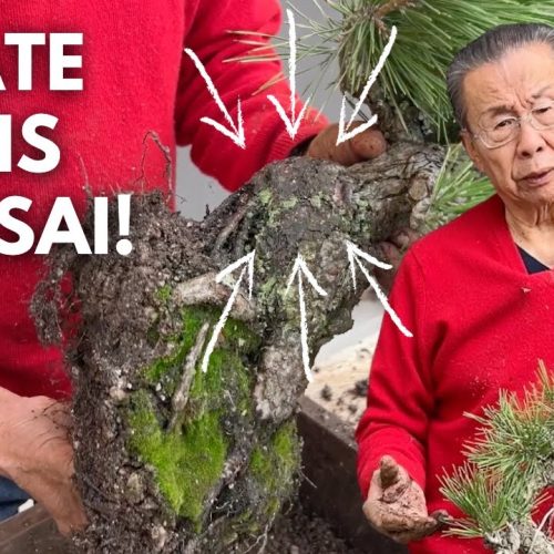 Japanese Black Pine Bonsai Repotting: Fixing a Problem Tree