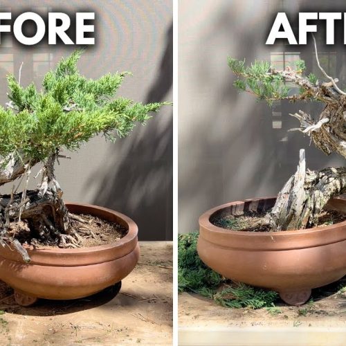 Prostrata Juniper Bonsai Workshop: Step-by-Step Transformation