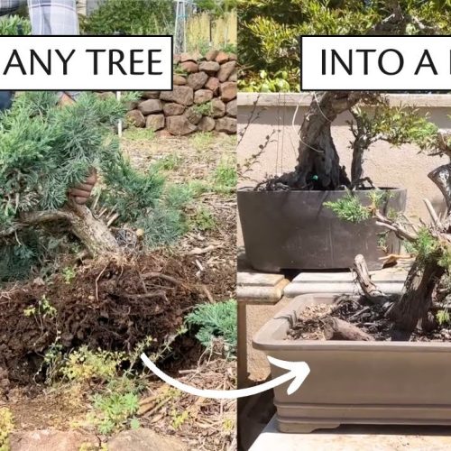 Regular Tree to Bonsai: Full Tutorial + Garden Tour (2023)