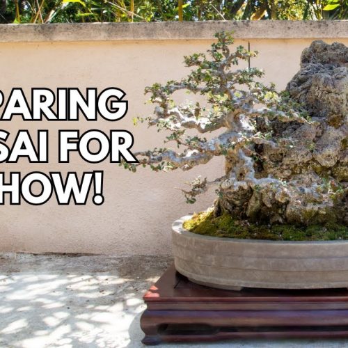 Bonsai Show Preparation: Step-by-Step Checklist