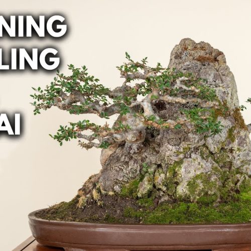 Bonsai Styling Ideas: Creating Better Bonsai Designs
