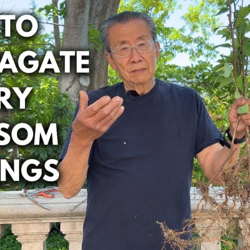 Cherry Blossom Bonsai Propagation: Root Cutting to Flowering Bonsai