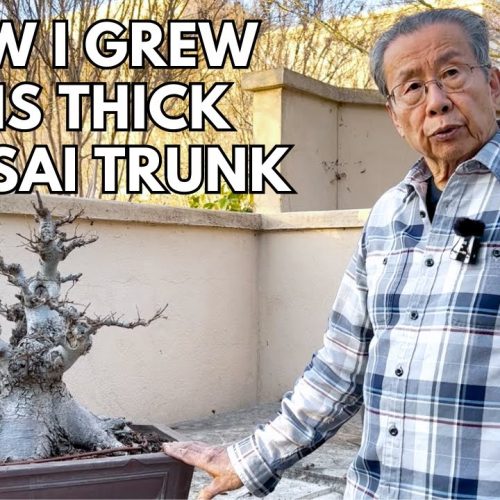 How to Grow a Thick-Trunk Bonsai Over 50 Years (Long-Term Strategy)