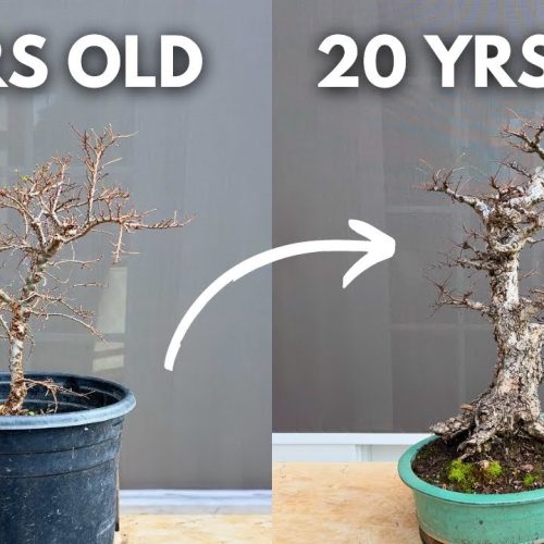 Grow Bonsai from Cuttings: 3-Year to 20-Year Transformation