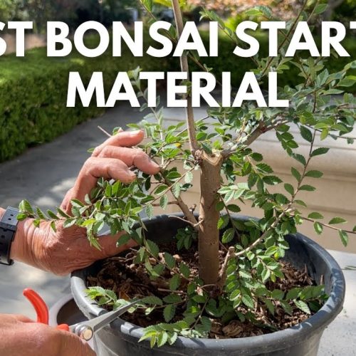 Growing Starter Bonsai Material (Q&A)