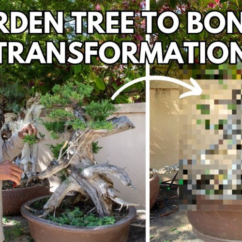 Fast Bonsai Transformation: Garden Tree to Show Bonsai (10 Minutes)