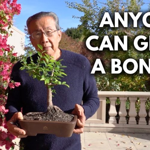 Bonsai Lifestyle: How to Fit Bonsai Into Your Life