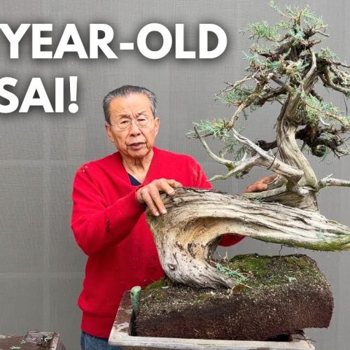 500-Year-Old Yamadori Juniper Bonsai: Masterpiece Transformation