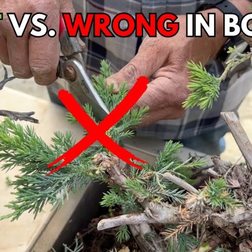 Am I Killing My Bonsai? Right vs Wrong in Bonsai (Q&A)