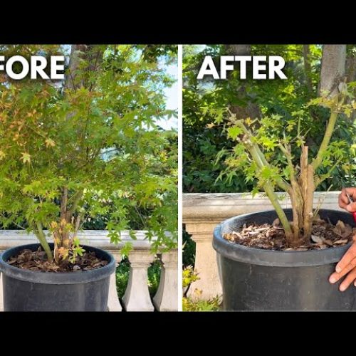 Dwarf Japanese Maple Bonsai: Clump Style Styling Tutorial