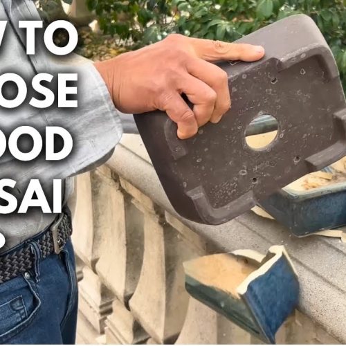 How to Choose a Good Bonsai Pot (Good vs Bad Pots Explained)