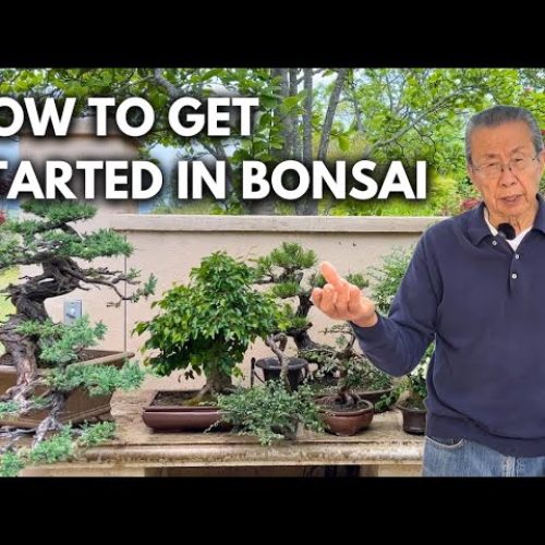 Starting Bonsai: What You Need to Begin (Q&A)