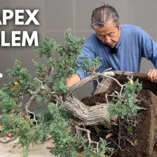 Style a Juniper Bonsai Step-by-Step (Full Tutorial)