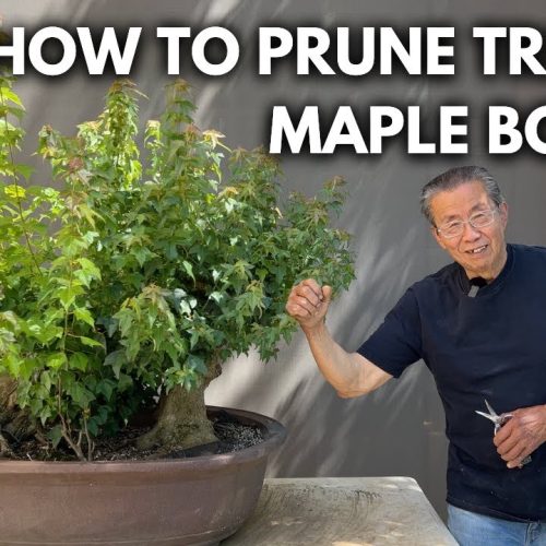 Trident Maple Bonsai Refinement: Bruce Lee vs Sumo Styling