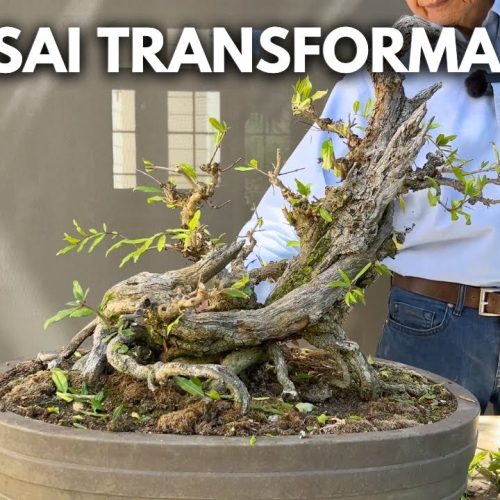 Bonsai Transformation Reveal: Does This Bonsai Look Like a Beast?