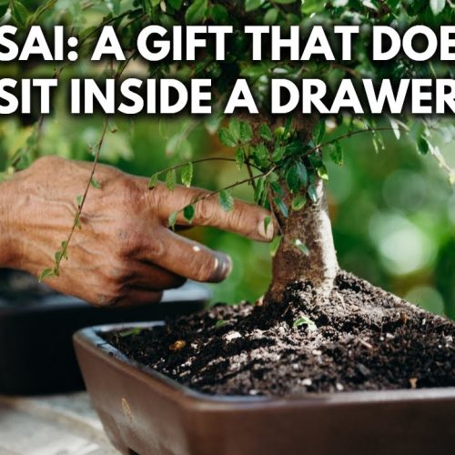 Bonsai 101 – Chapter 5: Surprising Benefits of Bonsai You May Not Know