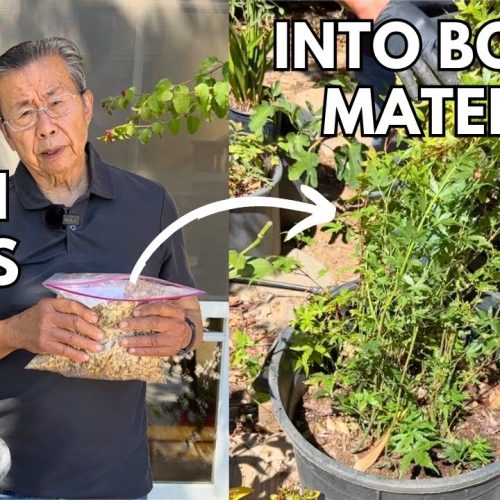 Grow Bonsai from Seeds: How to Collect and Start Seeds