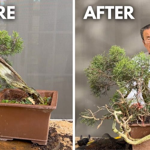 Auction Juniper Bonsai Redesign: 400-Year-Old California Juniper