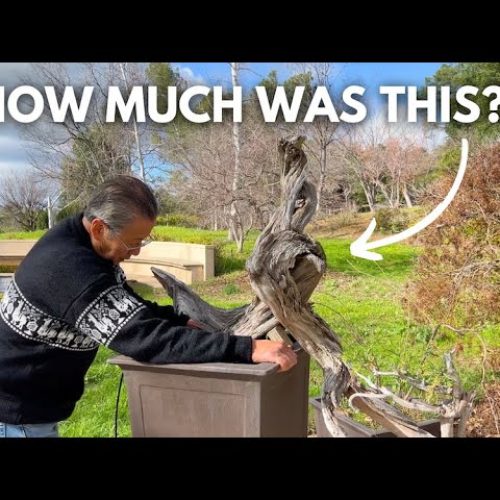 How Much Should You Pay for a Bonsai Tree? (Q&A Pricing Guide)