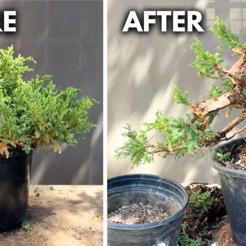 Juniper Hedge to Bonsai in 2 Years: Full Transformation