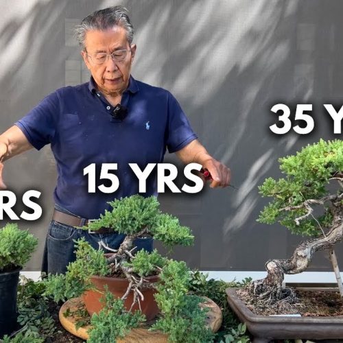 Working on Bonsai of Different Ages: What Changes Over Time