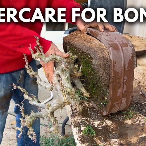 How to Cut a Bonsai Without Killing It (Aftercare Essentials)