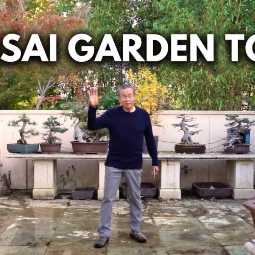 Milton’s Bonsai Garden Tour (Spring 2025 Update)