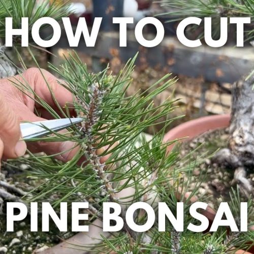 Pine Bonsai Needle Reduction: How to Shorten Pine Needles (Q&A)