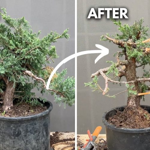 Juniper Bonsai Forest Build (Part 3)