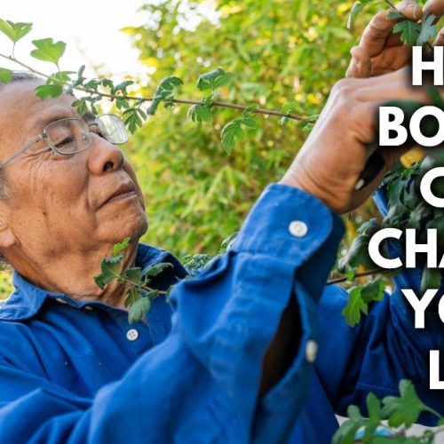 Bonsai Benefits: 6 Lesser-Known Reasons to Start Bonsai