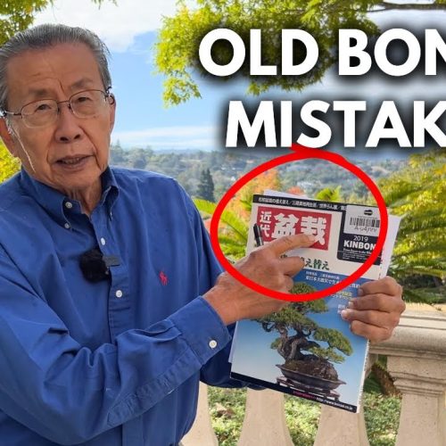 Fixing Bonsai Mistakes: Correcting a 500-Year-Old Bonsai Error