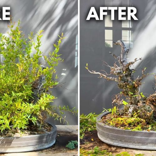 Dwarf Pomegranate Bonsai Care Guide: Watering, Pruning & Repotting