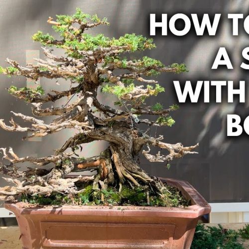 Prostrata Juniper Bonsai Refinement: 75-Year-Old Tree