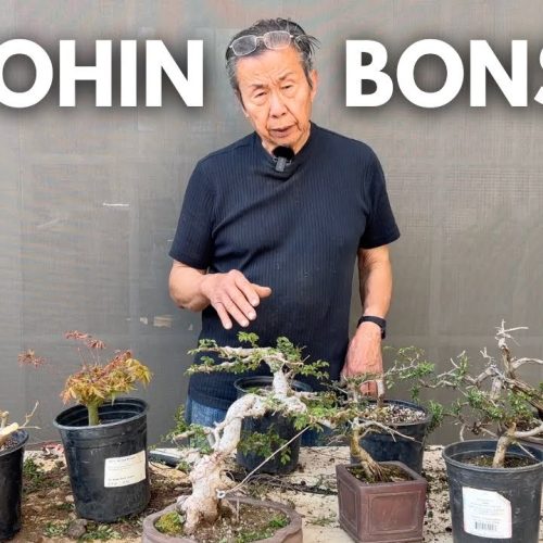 Shohin Bonsai Guide: Grow and Prune Small Bonsai