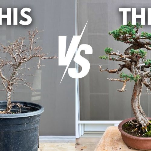 How to Develop Your Own Bonsai Style (Q&A)