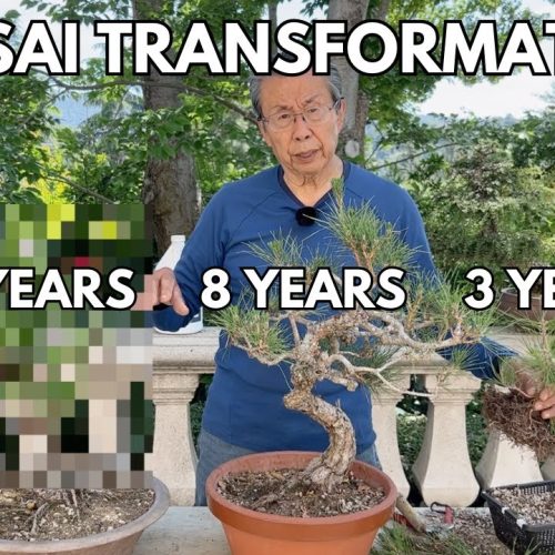 Bonsai Timeline: What Your Bonsai Looks Like in 3, 8, and 15 Years
