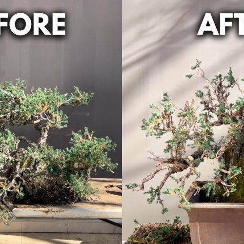 Juniper Bonsai Challenge: Turn a Cascade into a Vertical Bonsai